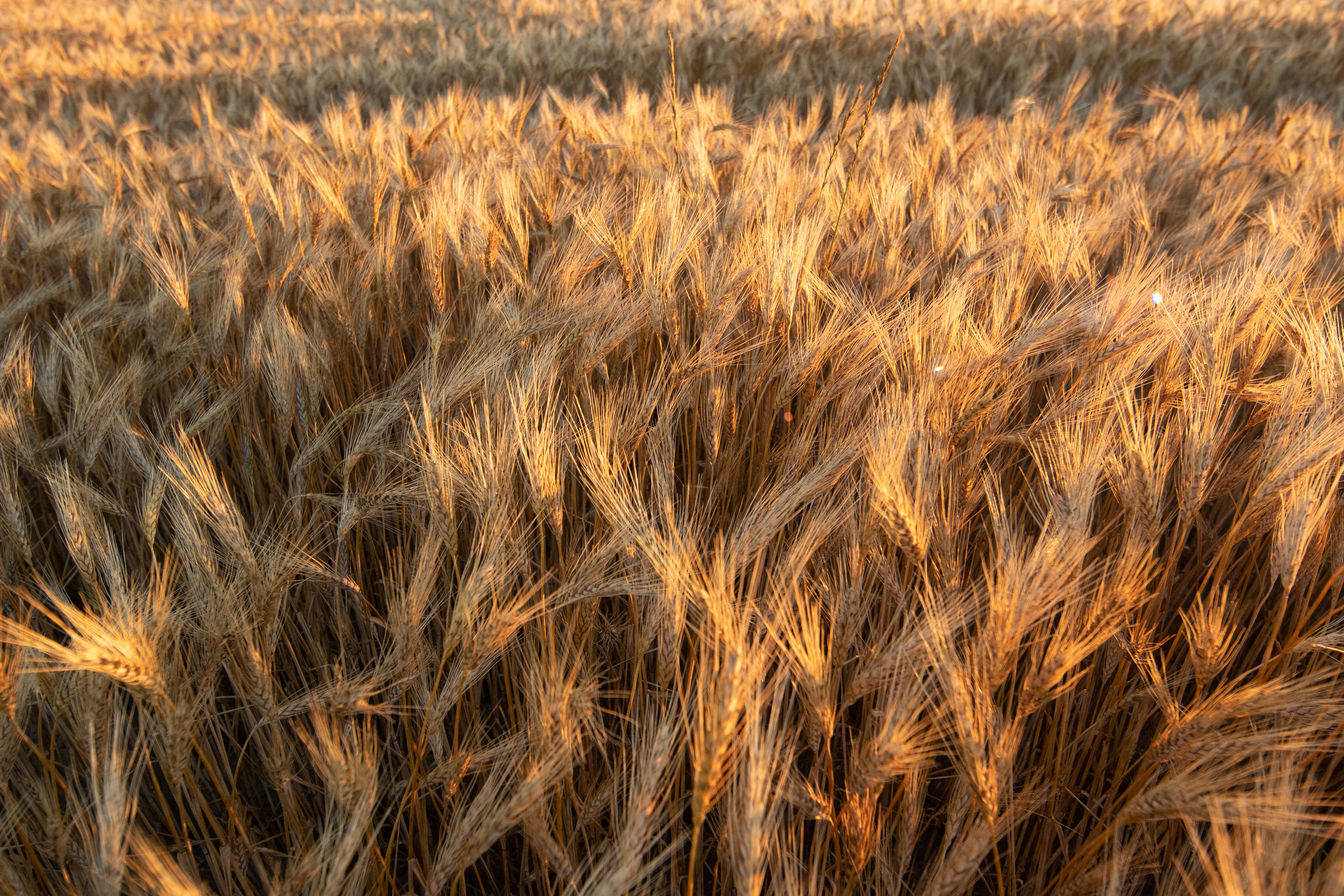 grain and milling