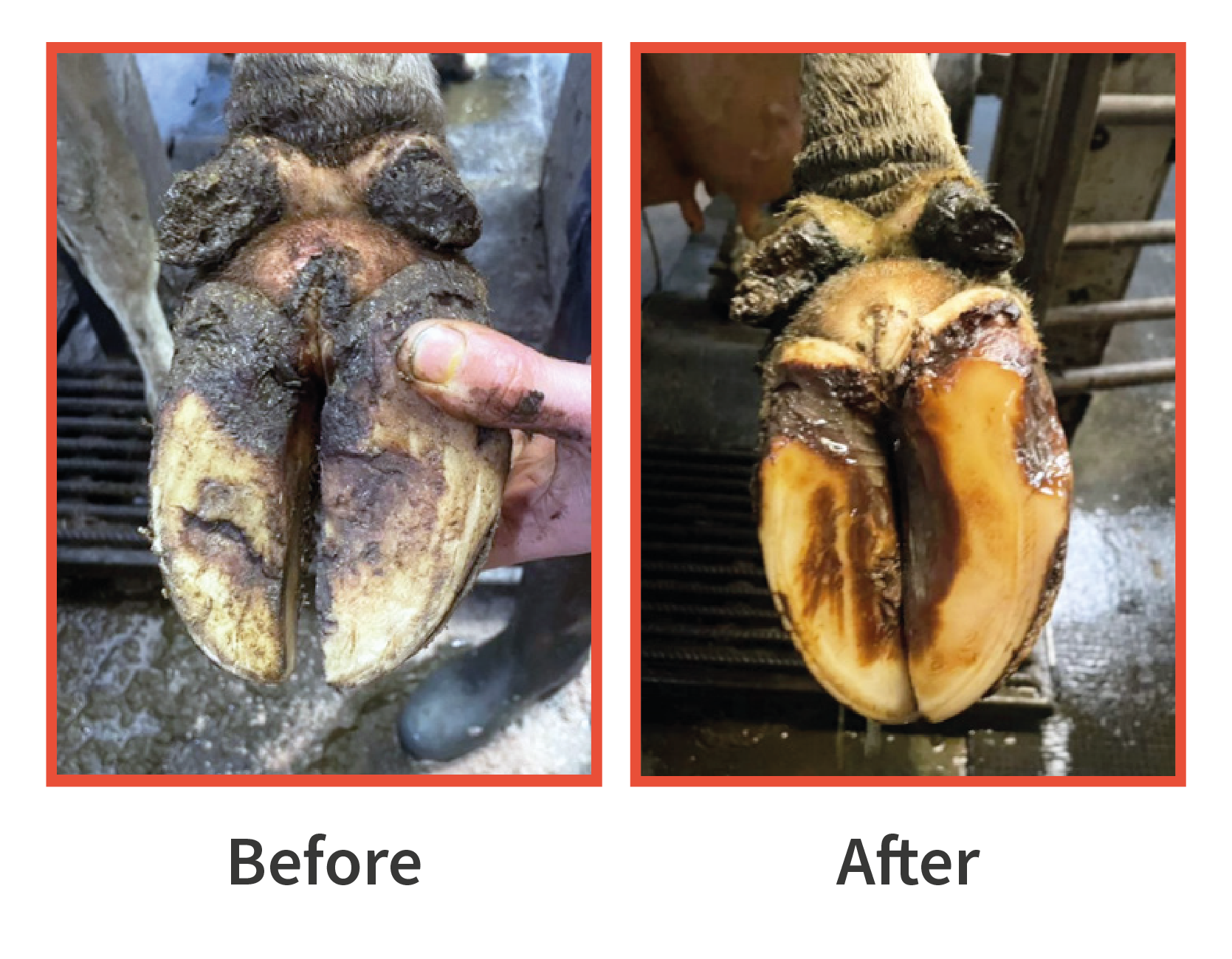 Before and after pictures showing an unhealthy hoof on the left and the same hoof healthy on the right.